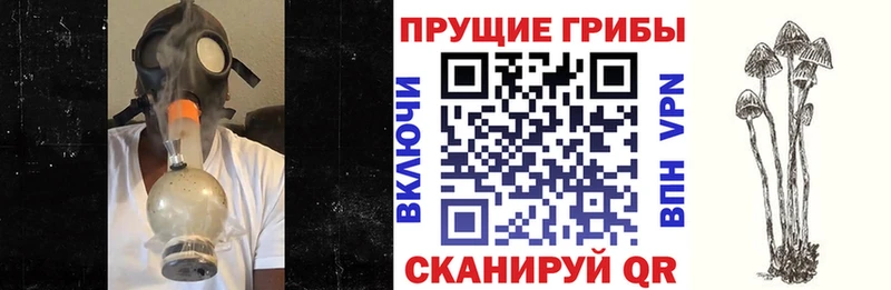 мориарти наркотические препараты  Медынь  Псилоцибиновые грибы MAGIC MUSHROOMS 